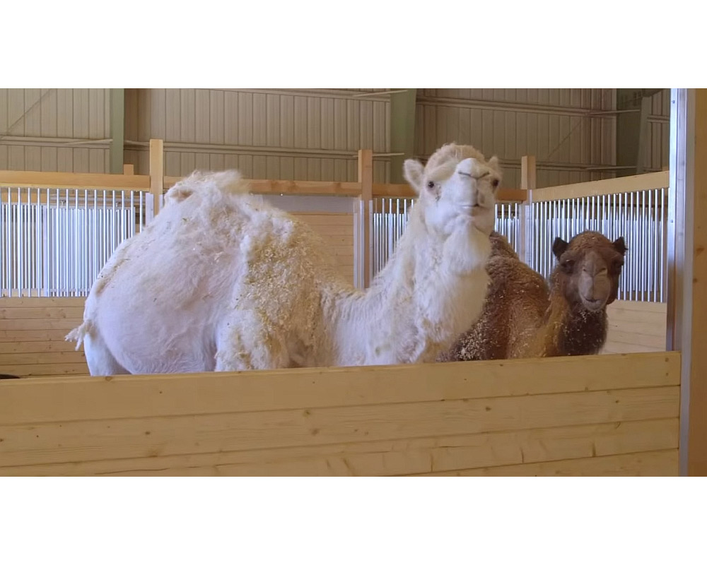 Camels at Children's Nature Retreat.