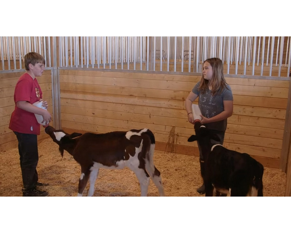 Children feeding calves at Children's Nature Retreat.