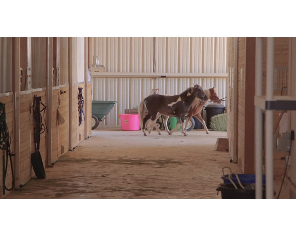 Miniature horses at Children's Nature Retreat.