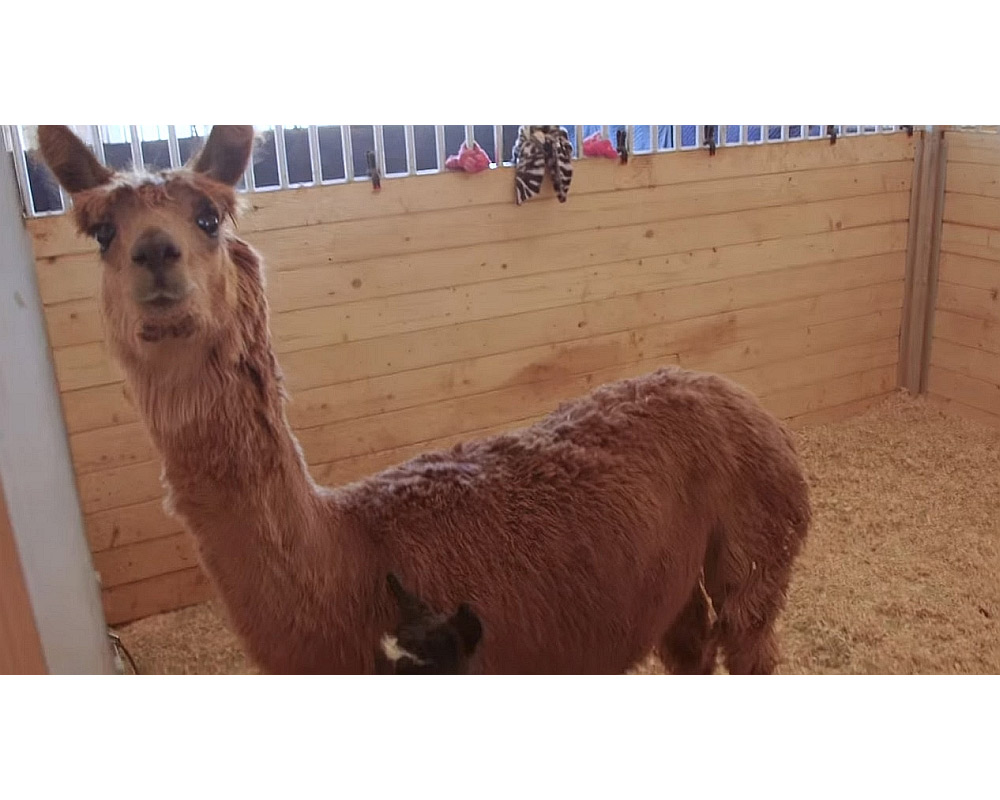 Llamas at Children's Nature Retreat.