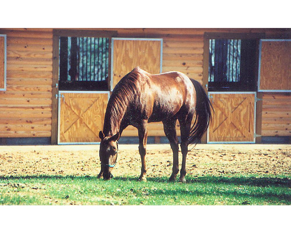Horse in field, standing in front of double dutch doors.