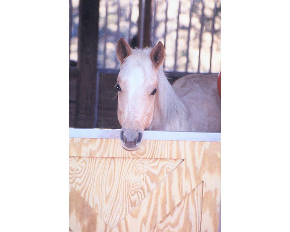 Horse enjoying double dutch doors.