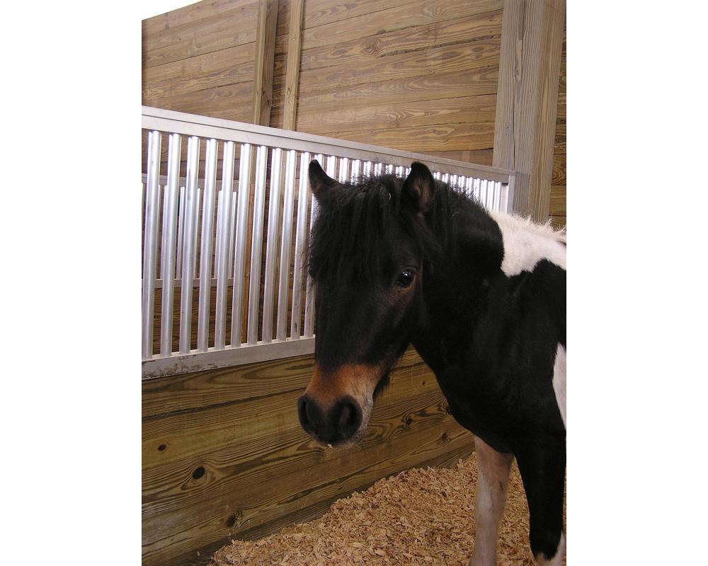 Miniature horse stalls with divider grills.