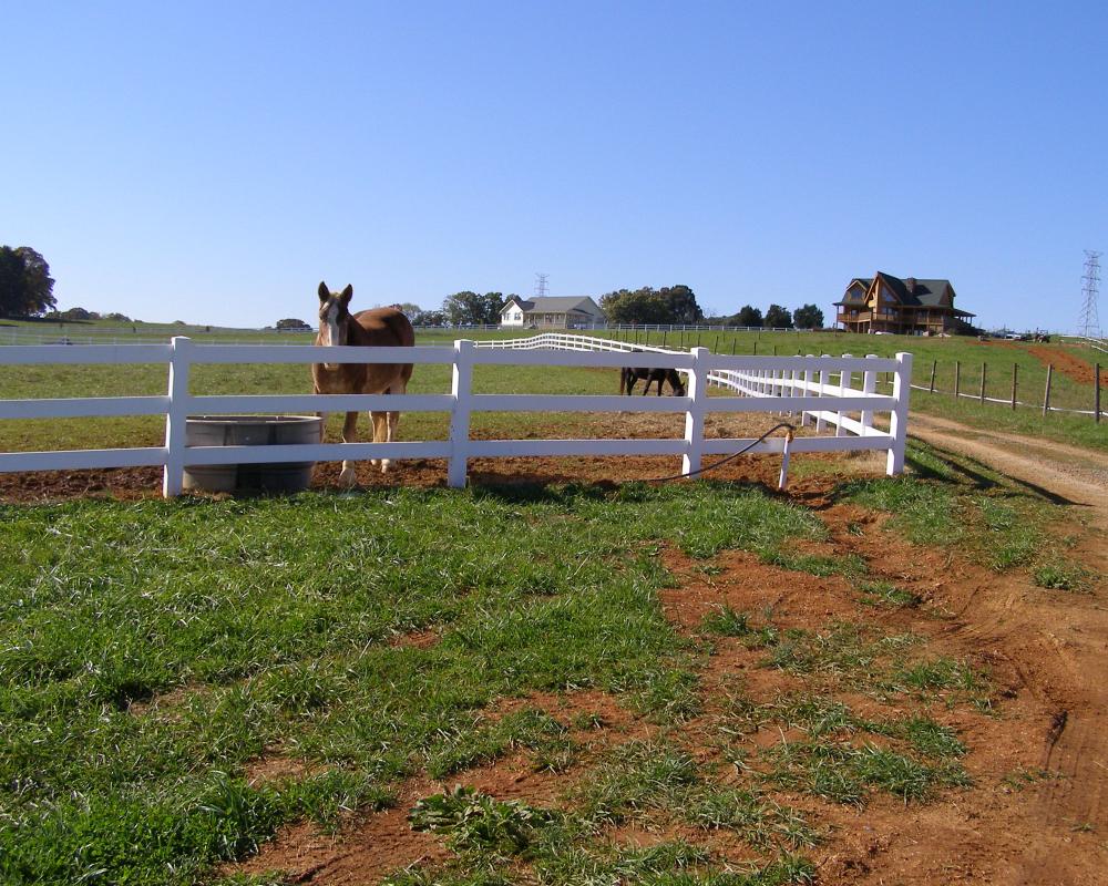 Horses in pasture at Spitfire Ranch Boarding & Rescue.