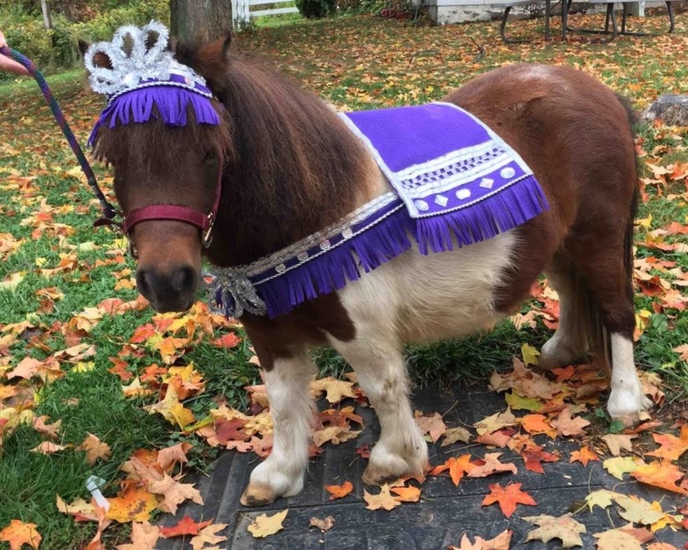 Trinket the mini horse in costume.