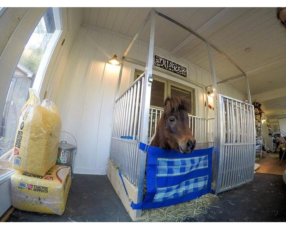 Specially built stall for an indoor enclosure for miniature horse.