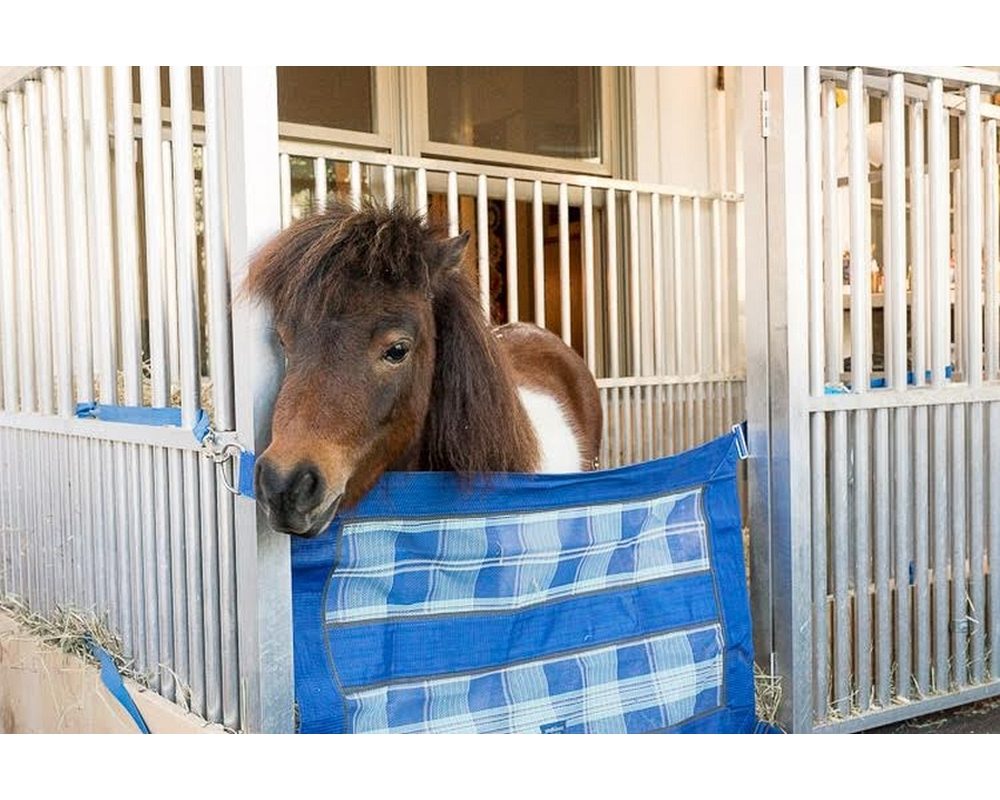 Miniature horse Trinket in her new stall.