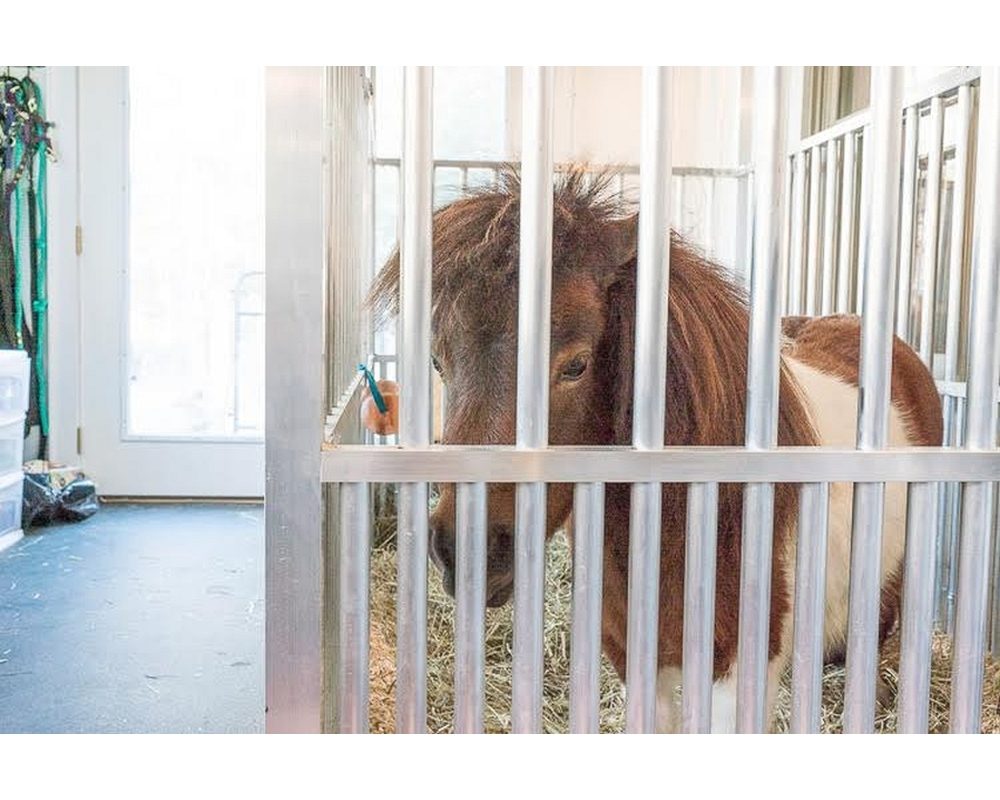 Close bar spacing on these mini horse stalls makes it very safe for minis and foals.