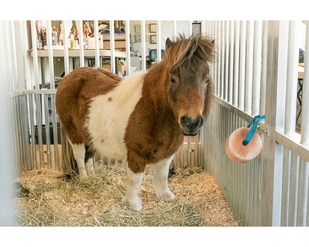 Mini horse named Trinket in a special horse stall.