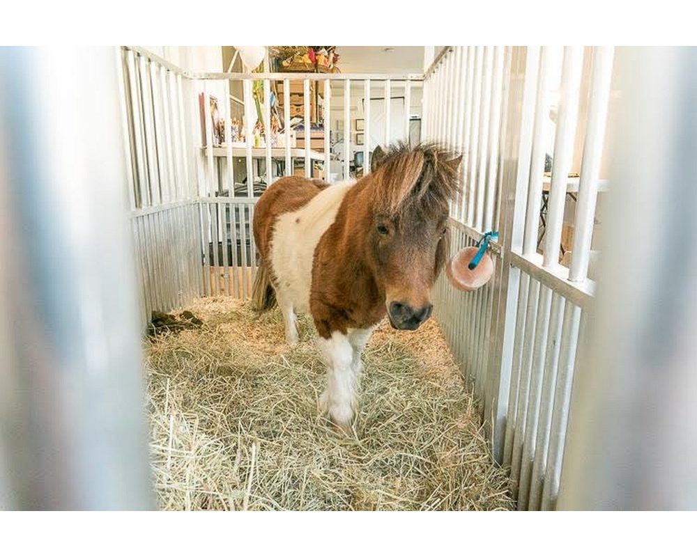 Trinket the mini horse in aluminum stall.