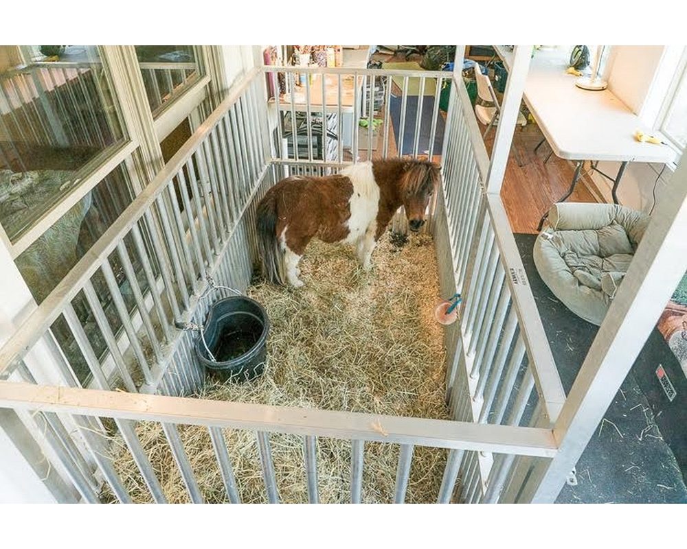 Custom mini horse stall for indoors.