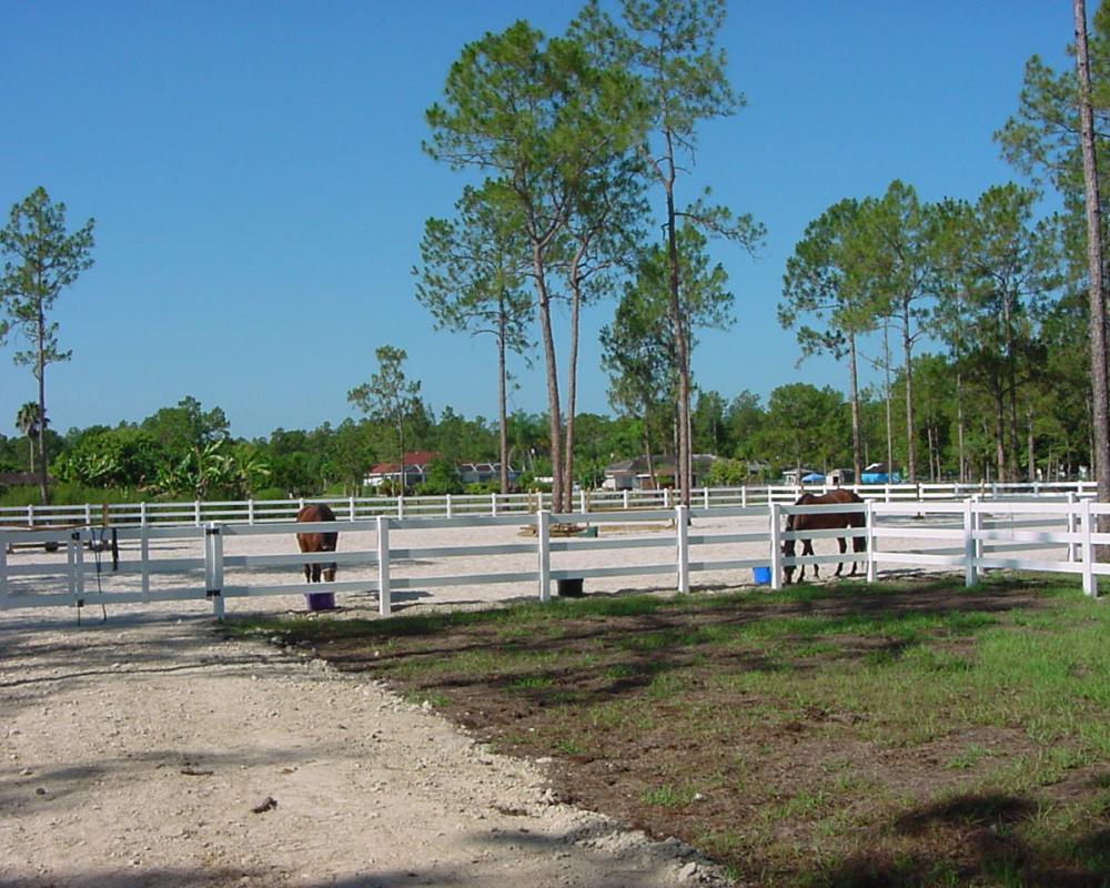 Horses in field at Vastola Barn.