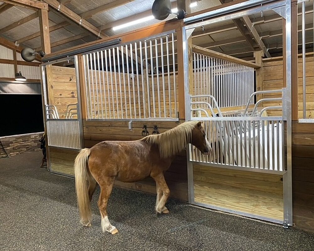 Miniature horse looking at new horse stalls.