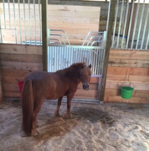 Miniature horse in a stall scaled down to size.