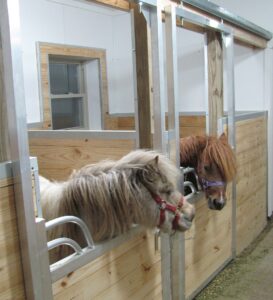 Mini horses using horse stall gates sized down for them.