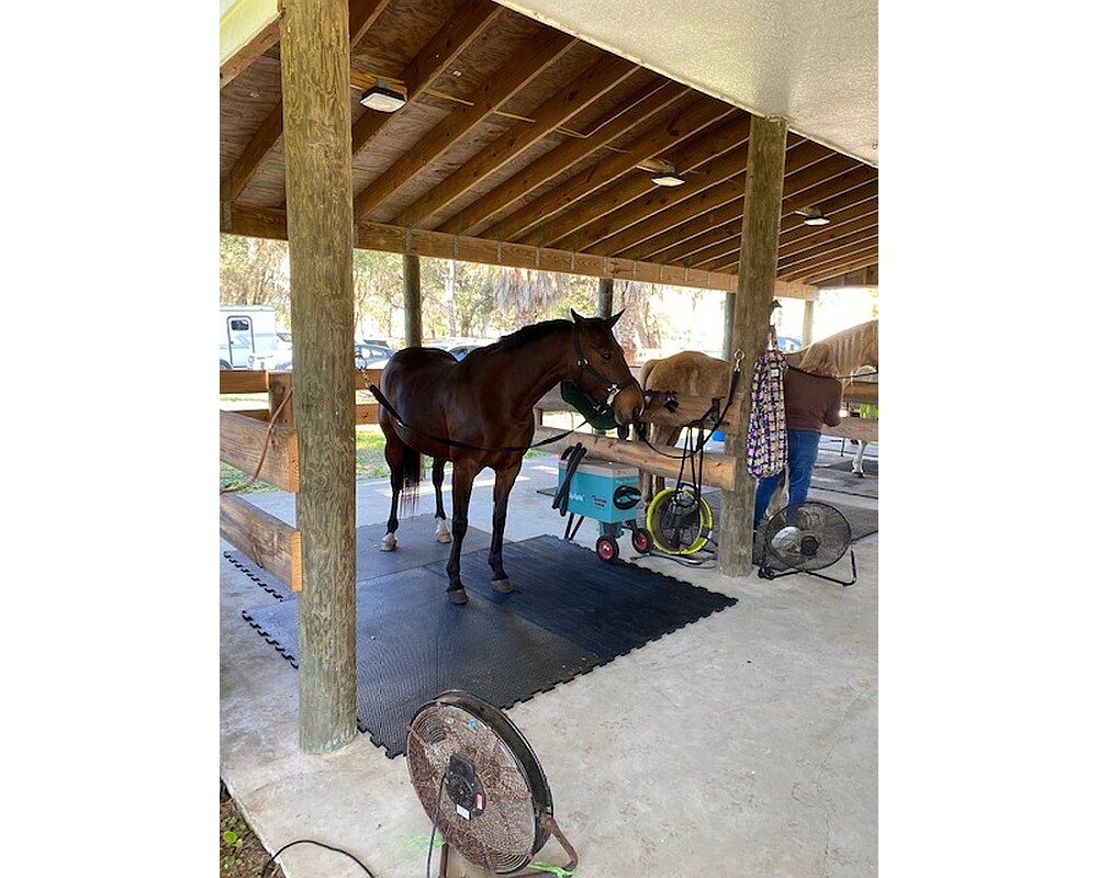 Two horses at Hunt Barn enjoying their new barn featuring Armour Horse Stalls.
